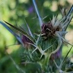 Notobasis syriaca Fruit