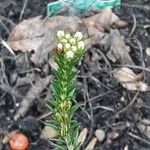 Erica verticillata Blüte