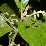 Miconia albertobrenesii 葉