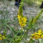 Melilotus indicus Flors