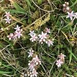 Sedum anglicum Habitus