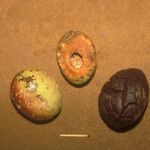 Acioa guianensis Fruchs