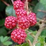 Rubus gratus Vaisius