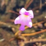 Utricularia purpurea 花