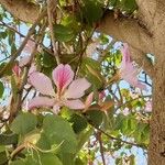 Bauhinia variegata Flor