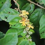 Grewia carpinifolia Flor