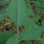 Bidens frondosa Blad