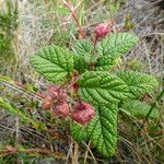 Rubus acanthophyllos