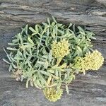 Crithmum maritimumЛист