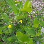 Goodenia ovata Blad
