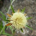 Carlina salicifolia Цветок