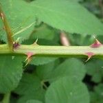 Rubus geniculatus Casca