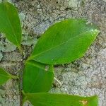 Elaeodendron curtipendulum Fuelha