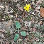 Hieracium glaucinum Habit