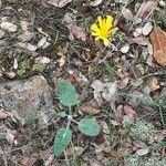 Hieracium glaucinum عادت داشتن