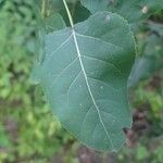 Populus deltoidesBlad