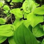 Maianthemum bifolium Облик