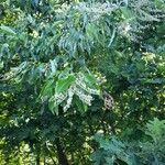 Oxydendrum arboreum Frunză