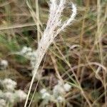 Bothriochloa ischaemum Flower