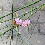 Petrorhagia proliferaFlower