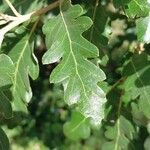 Quercus cerris Leaf