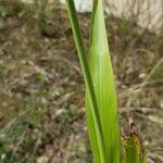 Sorghum halepense Leaf