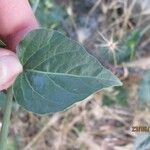 Mirabilis albida Folha