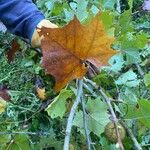 Platanus occidentalisLeaf