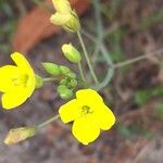 Diplotaxis tenuifoliaFlower