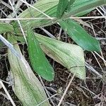 Centaurium littorale Hoja