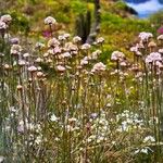 Armeria pungens Kvet