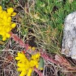 Petrosedum montanum Kukka