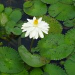 Nymphaea ampla 整株植物