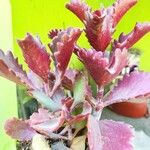 Kalanchoe sexangularis Leaf