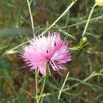 Mantisalca salmantica Flower