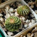 Strombocactus disciformis List