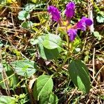 Prunella grandiflora 葉