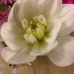 Dahlia pinnataVirág