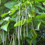 Catalpa bignonioides Gyümölcs