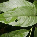 Cestrum racemosum Leaf