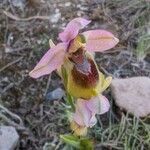 Ophrys tenthredinifera Blomst