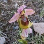 Ophrys tenthredinifera Цвят