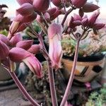 Kalanchoe gastonis-bonnieri Kvet