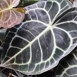 Anthurium clarinervium Yaprak