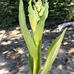 Veratrum californicum পাতা