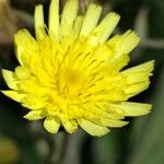 Andryala integrifolia Flor