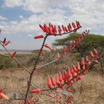 Aloe secundiflora 花