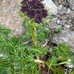 Pachypleurum mutellinoides Bloem