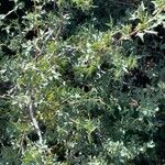 Mahonia trifoliolata Hoja