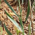 Fritillaria lusitanica Leaf